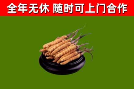 襄城回收冬虫夏草